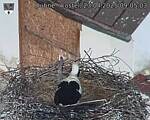 Capi_Dubne_20250423_090503.jpg