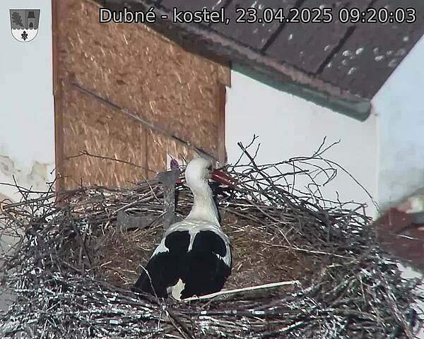 Capi_Dubne_20250423_092003.jpg (1350 x 1080)
