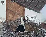 Capi_Dubne_20250423_092502.jpg