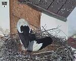 Capi_Dubne_20250423_093503.jpg