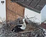 Capi_Dubne_20250423_095502.jpg
