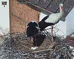 Capi_Dubne_20250423_100003.jpg