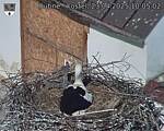 Capi_Dubne_20250423_100502.jpg