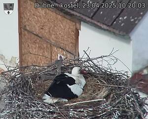 Capi_Dubne_20250423_102003.jpg (1350 x 1080)