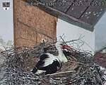 Capi_Dubne_20250423_102503.jpg