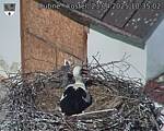 Capi_Dubne_20250423_103502.jpg