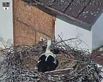 Capi_Dubne_20250423_104003.jpg