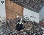 Capi_Dubne_20250423_105003.jpg