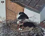 Capi_Dubne_20250423_105502.jpg