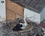 Capi_Dubne_20250423_110003.jpg