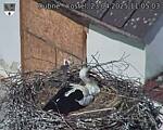 Capi_Dubne_20250423_110503.jpg