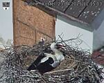 Capi_Dubne_20250423_111503.jpg