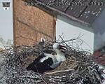 Capi_Dubne_20250423_113003.jpg