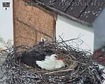 Capi_Dubne_20250423_114002.jpg