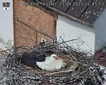 Capi_Dubne_20250423_114503.jpg