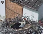 Capi_Dubne_20250423_120503.jpg