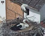 Capi_Dubne_20250423_124503.jpg