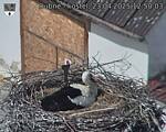 Capi_Dubne_20250423_125003.jpg