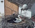 Capi_Dubne_20250423_131003.jpg