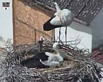 Capi_Dubne_20250423_131503.jpg