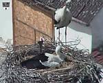 Capi_Dubne_20250423_132003.jpg