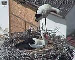 Capi_Dubne_20250423_132502.jpg