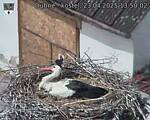 Capi_Dubne_20250423_135002.jpg