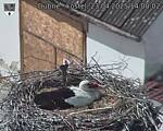 Capi_Dubne_20250423_140002.jpg