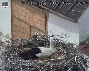 Capi_Dubne_20250423_142003.jpg (1350 x 1080)