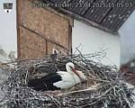 Capi_Dubne_20250423_150503.jpg