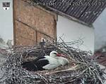 Capi_Dubne_20250423_151003.jpg