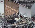 Capi_Dubne_20250423_152503.jpg
