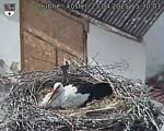 Capi_Dubne_20250423_153003.jpg