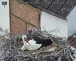 Capi_Dubne_20250423_153502.jpg