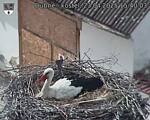 Capi_Dubne_20250423_154003.jpg