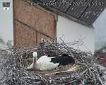 Capi_Dubne_20250423_155002.jpg
