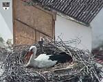 Capi_Dubne_20250423_155503.jpg