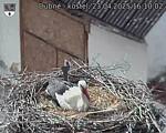 Capi_Dubne_20250423_161002.jpg