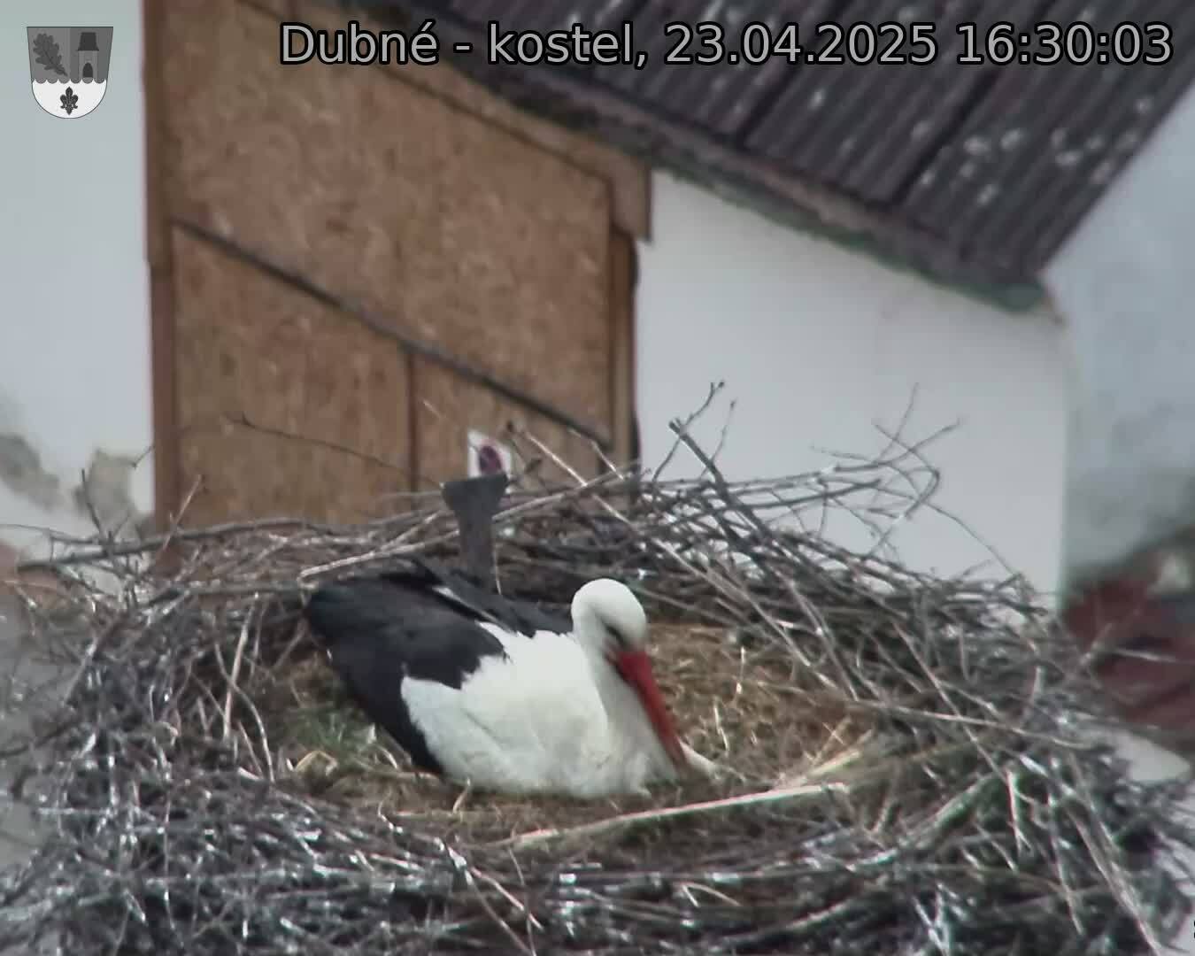 Capi_Dubne_20250423_163003.jpg (1350 x 1080)