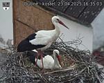 Capi_Dubne_20250423_163503.jpg