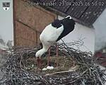 Capi_Dubne_20250423_165002.jpg
