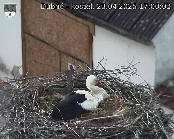 Capi_Dubne_20250423_170002.jpg (1350 x 1080)