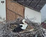 Capi_Dubne_20250423_171003.jpg