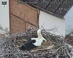 Capi_Dubne_20250423_172003.jpg