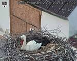 Capi_Dubne_20250423_182502.jpg