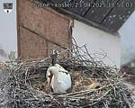 Capi_Dubne_20250423_185003.jpg