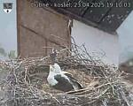 Capi_Dubne_20250423_191003.jpg