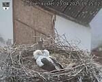 Capi_Dubne_20250423_192502.jpg