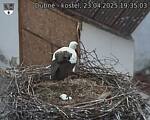 Capi_Dubne_20250423_193503.jpg