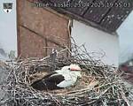 Capi_Dubne_20250423_195503.jpg